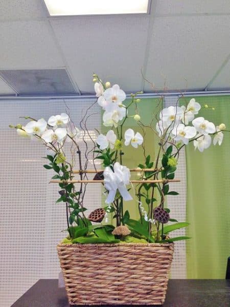 orchids plants