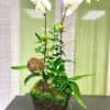 phalaenopsis duet orchid