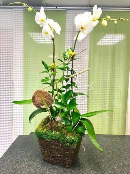 phalaenopsis duet orchid