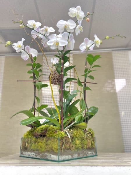 Cinco Phalaenopsis Orchid Fiesta