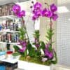 phalaenopsis orchids Miami