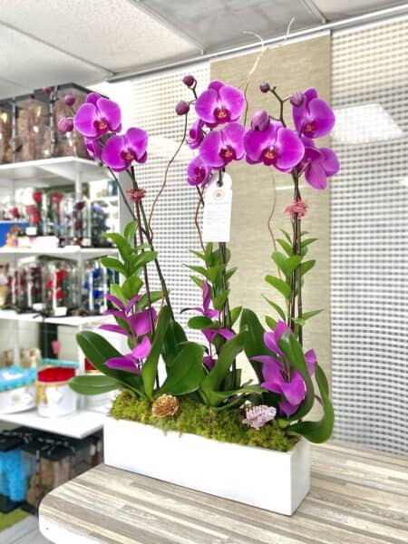 phalaenopsis orchids Miami