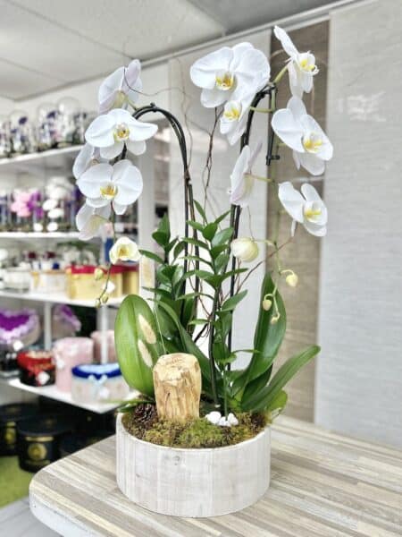 Phalaenopsis Twin Stems Orchid Plant