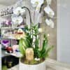Phalaenopsis Twin Stems Orchid Plant