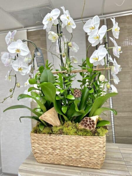 Orchid Plants Florist Miami