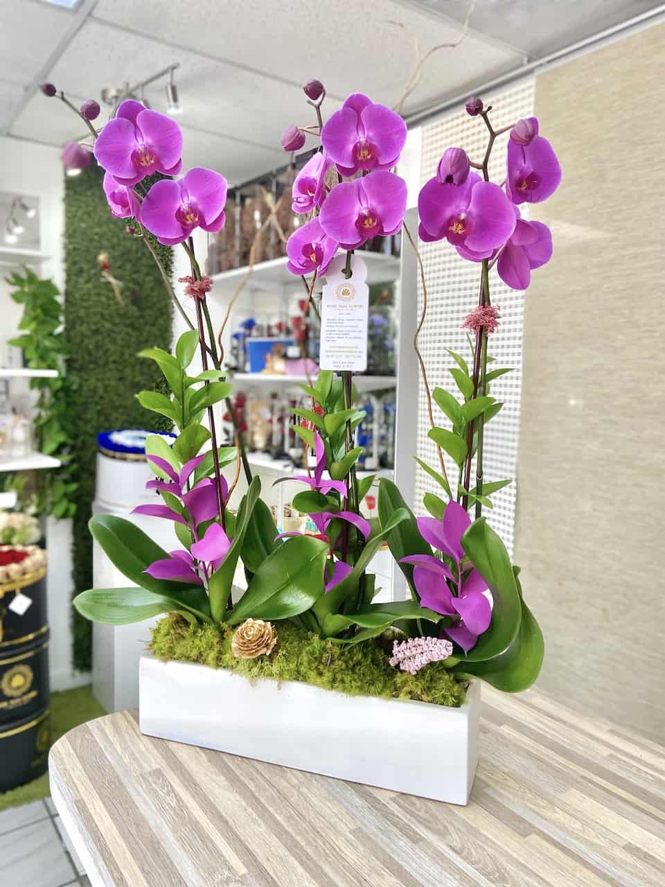 Phalaenopsis Orchids Miami
