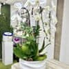 3 Orchids Plant Ceramic Vase - White