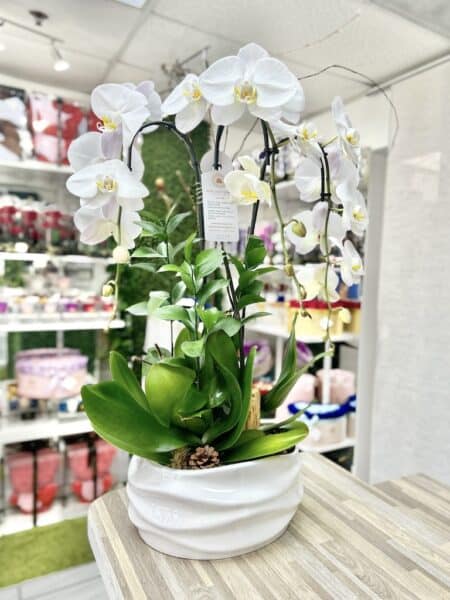 3 Orchids Plant Ceramic Vase - White